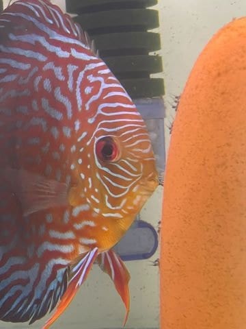 Tropics Tankmates team member helping a customer