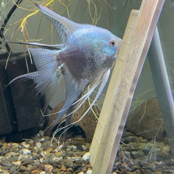 Zebra angelfish in a planted freshwater aquarium