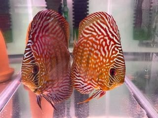 Betta fish with flowing fins