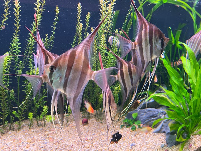 Colorful cichlid fish in a freshwater aquarium