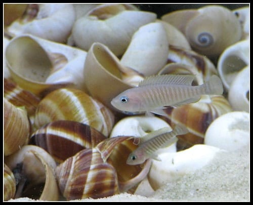 Vibrant discus fish in a freshwater aquarium