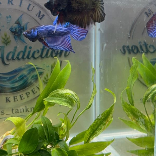 Cherry shrimp on aquatic plants in a planted tank