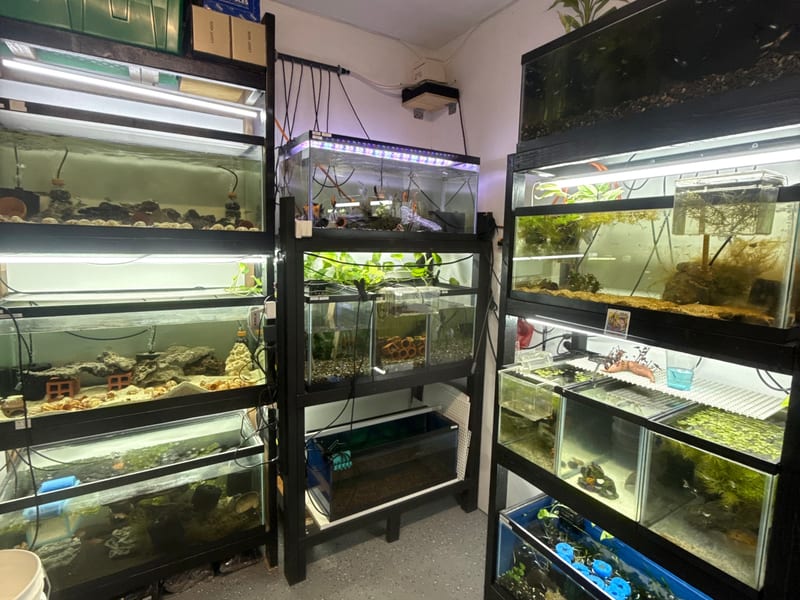 Display tanks lining the walls of Tropics Tankmates