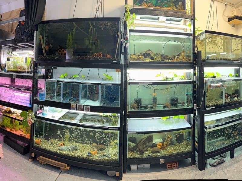 Colorful coral reef aquarium